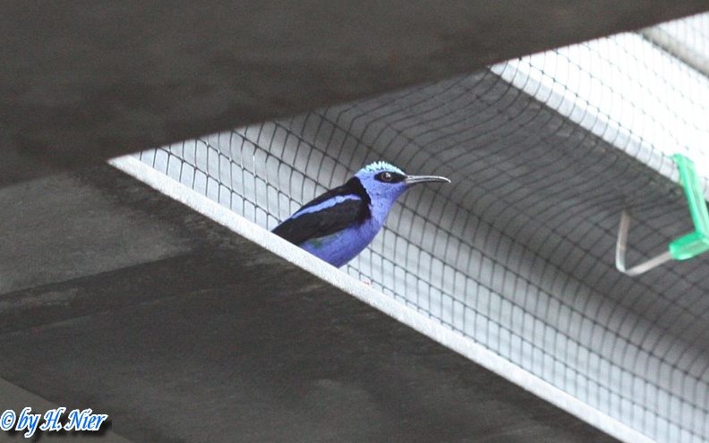 Cyanerpes cyaneus -  2. Fund