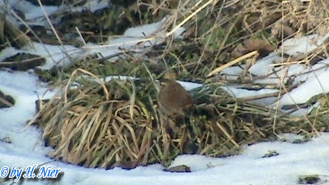 Troglodytes troglodytes -  1. Fund