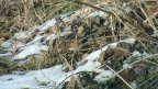 Troglodytes troglodytes -  1. Fund