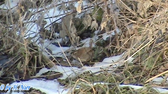 Troglodytes troglodytes -  1. Fund