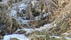 Troglodytes troglodytes -  1. Fund