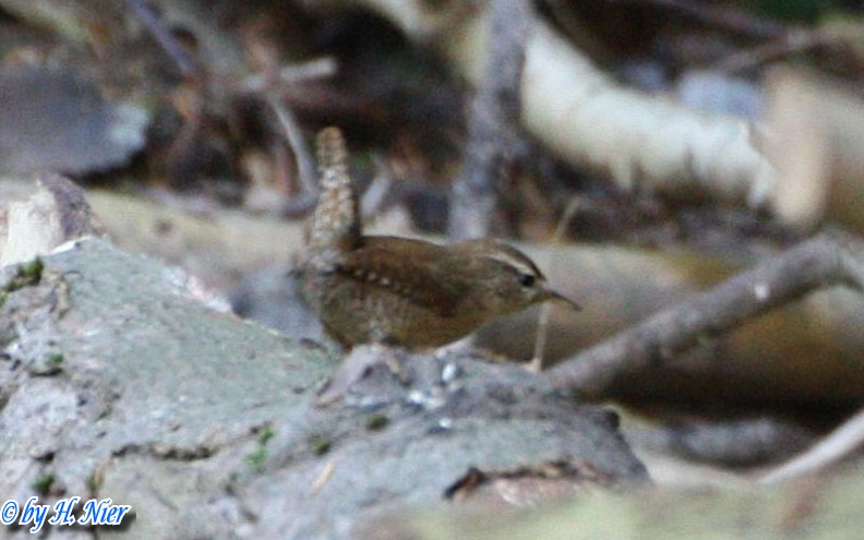 Troglodytes troglodytes -  2. Fund