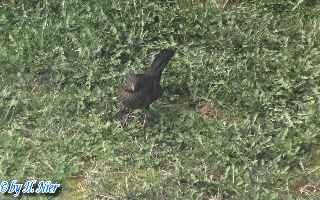 Turdus merula -  3. Fund (Weibchen)