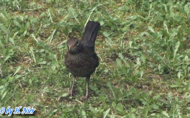 Turdus merula -  3. Fund (Weibchen)