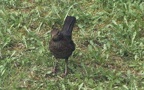 Turdus merula -  3. Fund (Weibchen)