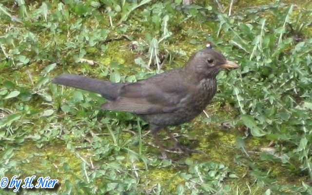 Turdus merula -  3. Fund (Weibchen)