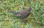 Turdus merula -  3. Fund (Weibchen)