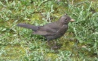 Turdus merula -  3. Fund (Weibchen)