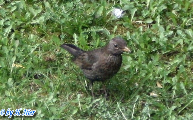 Turdus merula -  3. Fund (Weibchen)