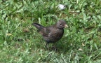 Turdus merula -  3. Fund (Weibchen)