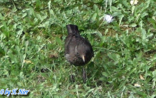 Turdus merula -  3. Fund (Weibchen)