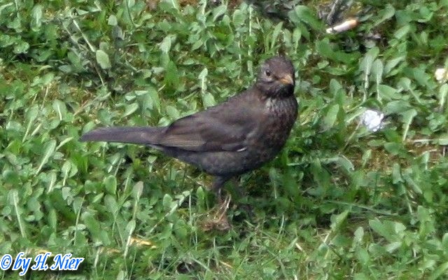 Turdus merula -  3. Fund (Weibchen)