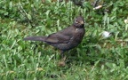 Turdus merula -  3. Fund (Weibchen)