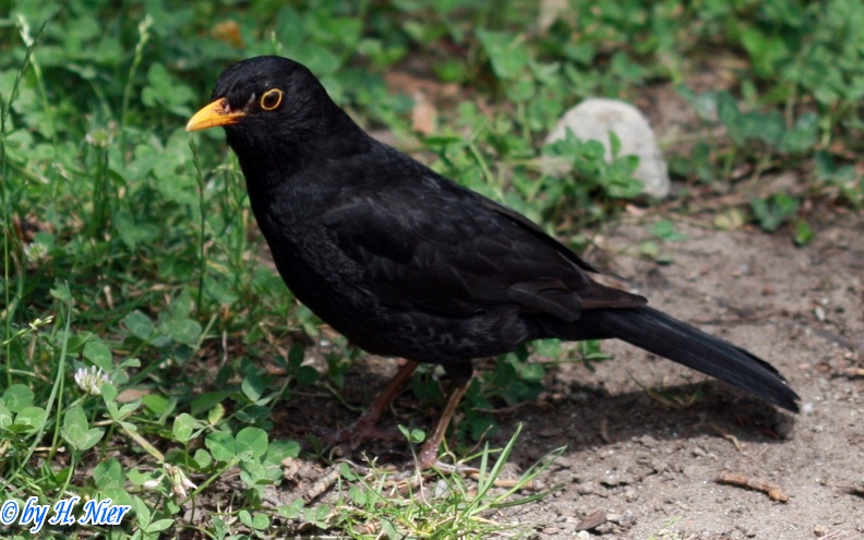 Turdus merula -  4. Fund (Männchen)