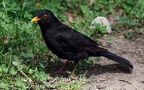 Turdus merula -  4. Fund (Männchen)