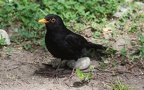 Turdus merula -  4. Fund (Männchen)