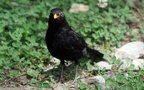 Turdus merula -  4. Fund (Männchen)