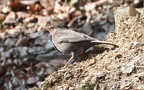 Turdus merula -  5. Fund (Weibchen)