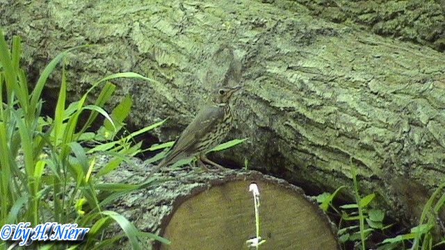 <a href='picture.php?/3510/category/1248'>Turdus philomelos - 3. Fund</a> Turdus philomelos - 3. Fund