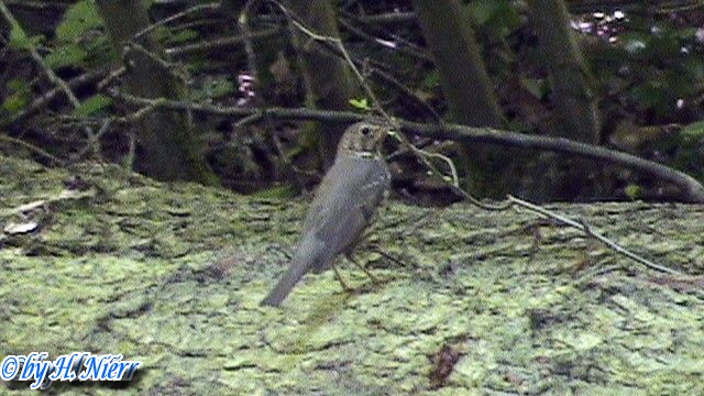 <a href='picture.php?/3511/category/1248'>Turdus philomelos - 3. Fund</a> Turdus philomelos - 3. Fund