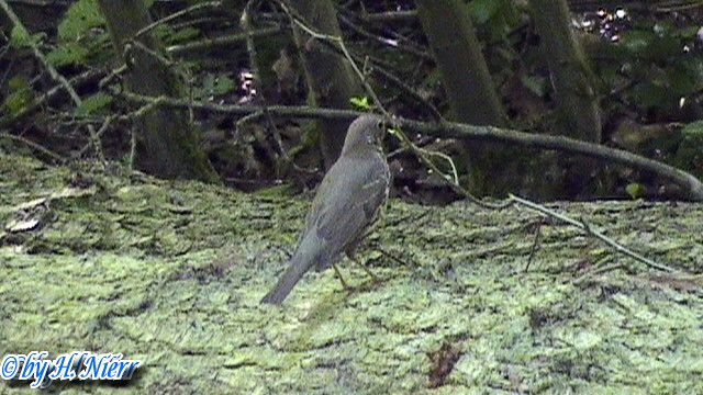 <a href='picture.php?/3512/category/1248'>Turdus philomelos - 3. Fund</a> Turdus philomelos - 3. Fund