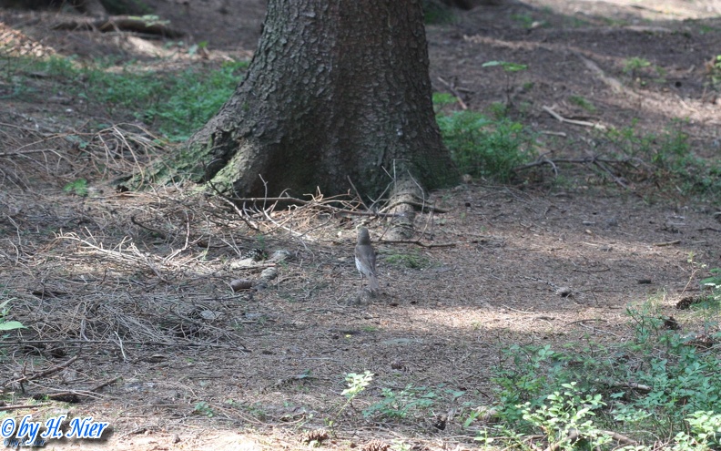 <a href='picture.php?/3513/category/1248'>Turdus philomelos - 4. Fund</a> Turdus philomelos - 4. Fund