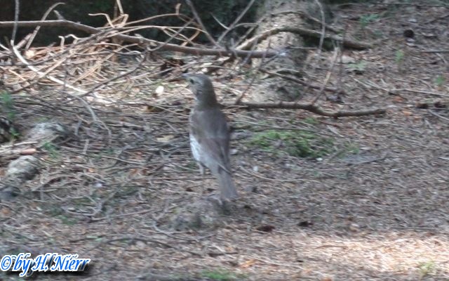 <a href='picture.php?/3514/category/1248'>Turdus philomelos - 4. Fund</a> Turdus philomelos - 4. Fund