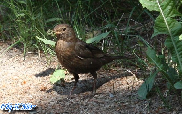 <a href='picture.php?/3515/category/1248'>Turdus philomelos - 4. Fund</a> Turdus philomelos - 4. Fund