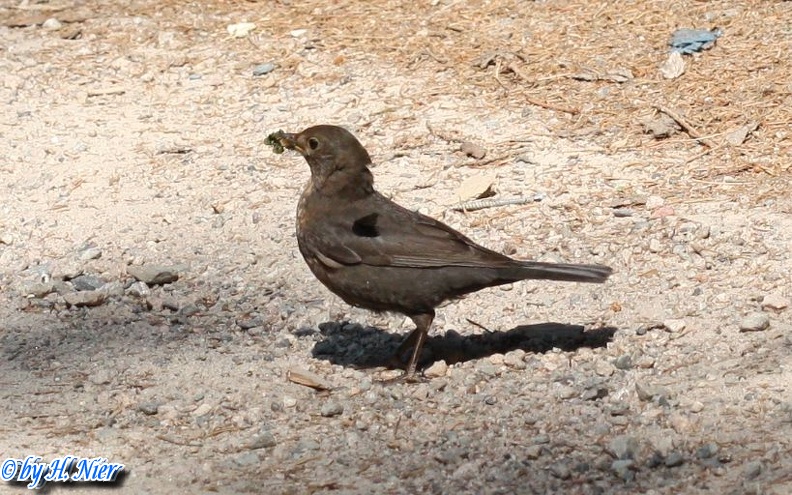 Turdus philomelos -  4. Fund