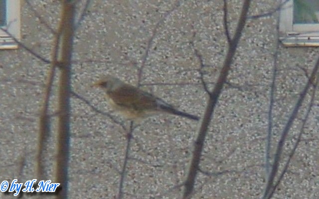 <a href='picture.php?/10351/category/3578'>Turdus pilaris - 1. Fund</a> Turdus pilaris - 1. Fund