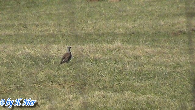 <a href='picture.php?/10354/category/3578'>Turdus pilaris - 2. Fund</a> Turdus pilaris - 2. Fund