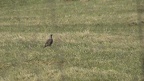 Turdus pilaris - 2. Fund - Gefunden in Deutschland (Hessen)Auf einer Wiese zwischen Oberselters und Niederselters. Turdus pilaris - 2. Fund