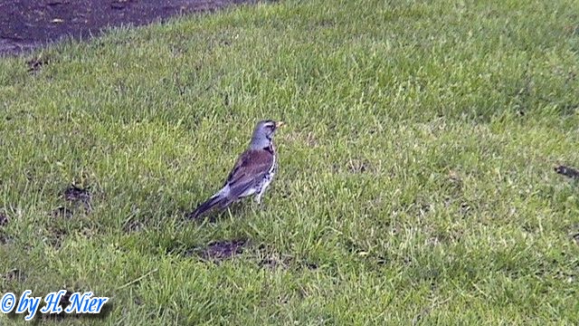 <a href='picture.php?/10356/category/3578'>Turdus pilaris - 3. Fund</a> Turdus pilaris - 3. Fund