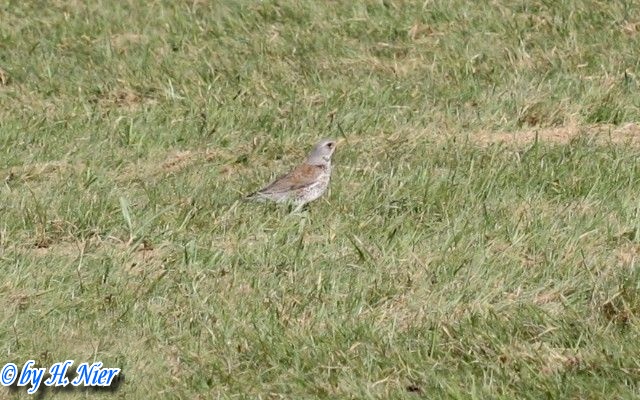 <a href='picture.php?/10357/category/3578'>Turdus pilaris - 4. Fund</a> Turdus pilaris - 4. Fund