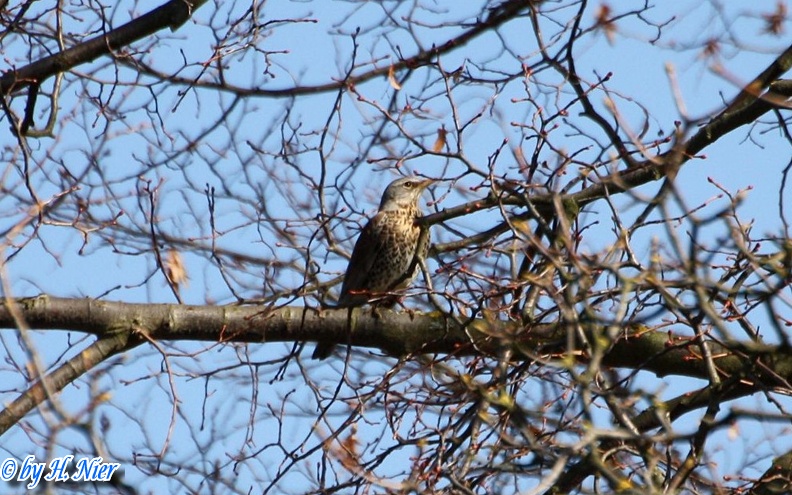 <a href='picture.php?/10358/category/3578'>Turdus pilaris - 5. Fund</a> Turdus pilaris - 5. Fund