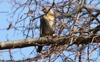 Gattung Turdus (Linnæus, 1758) 