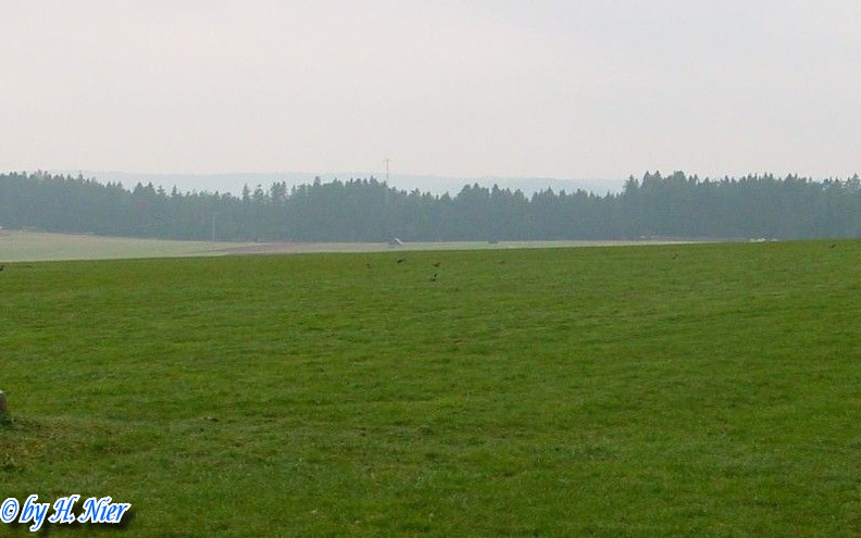 Turdus torquatus -  1. Fund