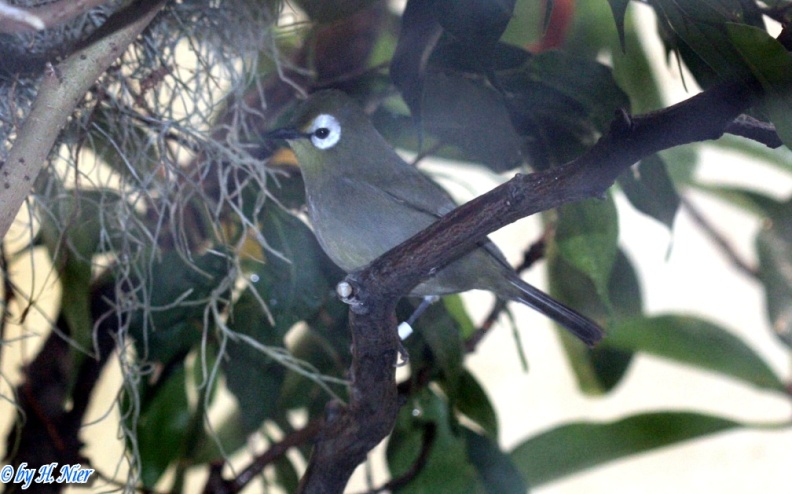 <a href='picture.php?/16242/category/6075'>Zosterops kikuyuensis - 1. Fun</a> Zosterops kikuyuensis - 1. Fun