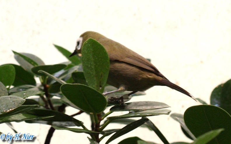 Zosterops kikuyuensis -  1. Fun