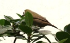 Familie Zosteropidae (Bonaparte, 1853)