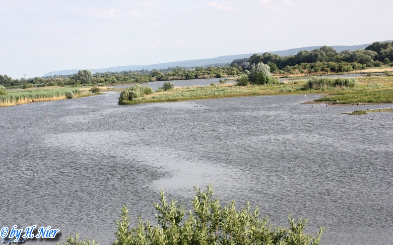 Ardea -  1. Fund (Fundortfoto)