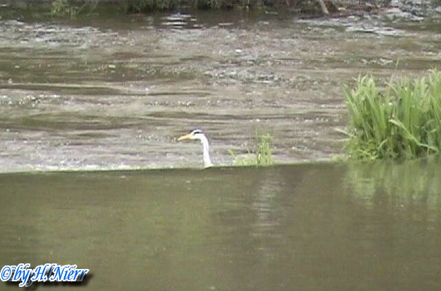 ardea_cinerea_4a.jpg