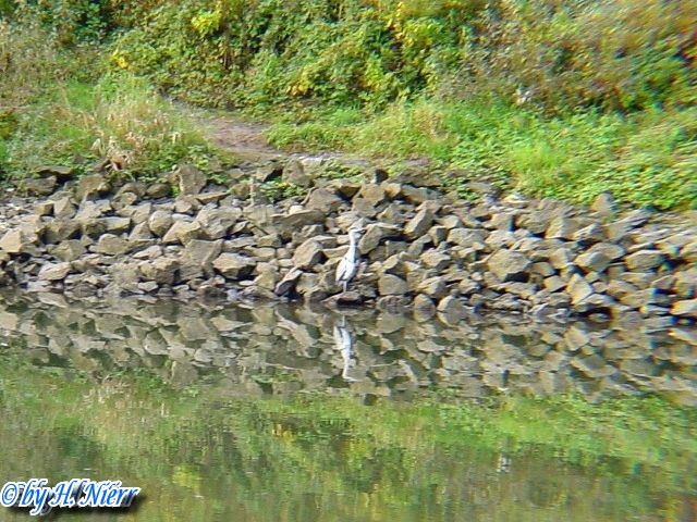 ardea_cinerea_8a.jpg