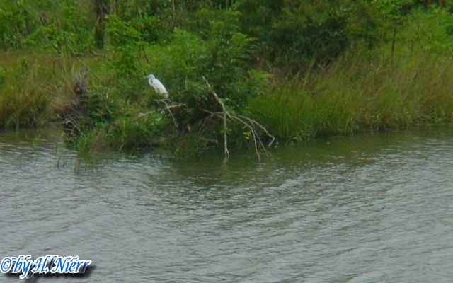 <a href='picture.php?/6039/category/2071'>Bubulcus ibis - 1. Fund</a> Bubulcus ibis - 1. Fund