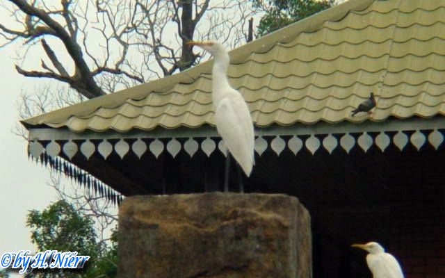 <a href='picture.php?/6040/category/2071'>Bubulcus ibis - 1. Fund</a> Bubulcus ibis - 1. Fund