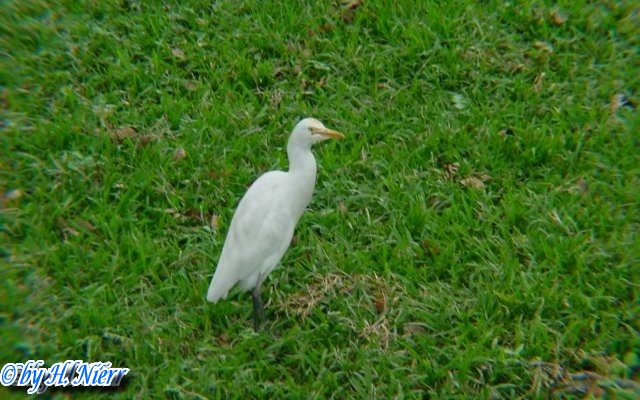 Bubulcus ibis -  1. Fund