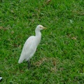 Bubulcus ibis -  1. Fund
