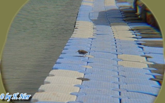 <a href='picture.php?/6204/category/2163'>Butorides striatus - 1. Fund </a> Butorides striatus - 1. Fund