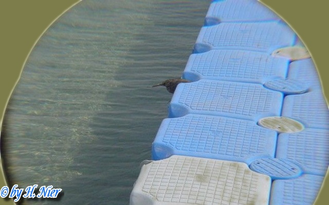 <a href='picture.php?/6205/category/2163'>Butorides striatus - 1. Fund </a> Butorides striatus - 1. Fund