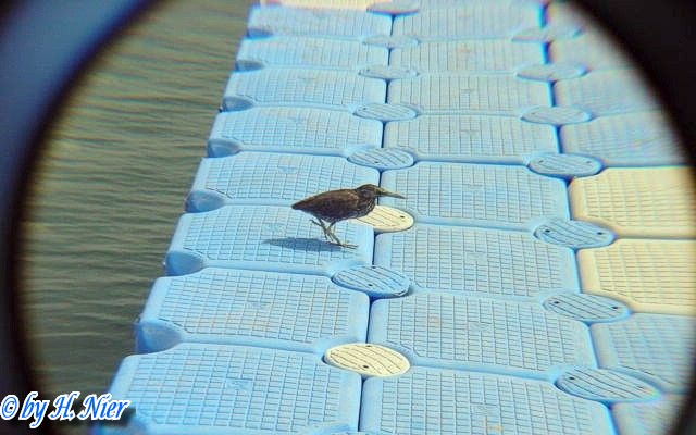 <a href='picture.php?/6206/category/2163'>Butorides striatus - 1. Fund </a> Butorides striatus - 1. Fund